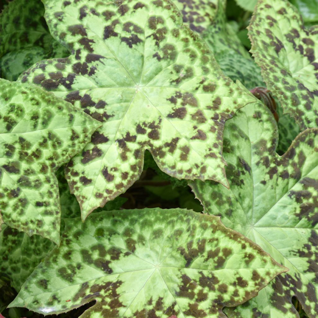 Podophyllum hexandrum - Himalaya-Maiapfel