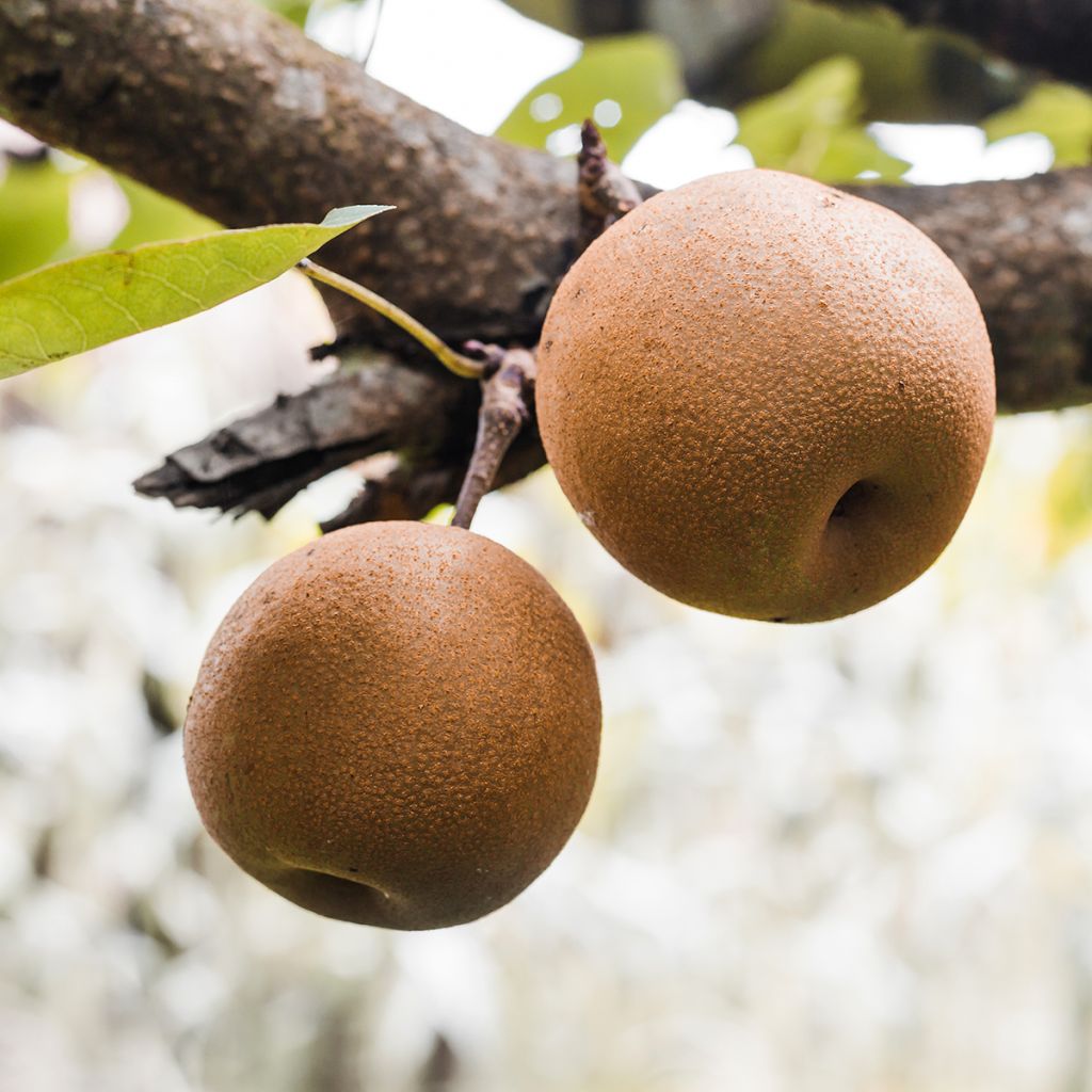 Nashi-Birne Benita - Pyrus pyrifolia