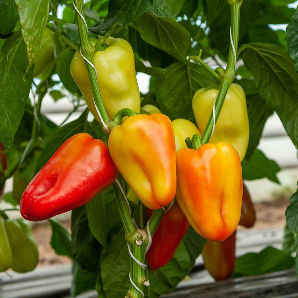 Paprika Summer Salad Mixed