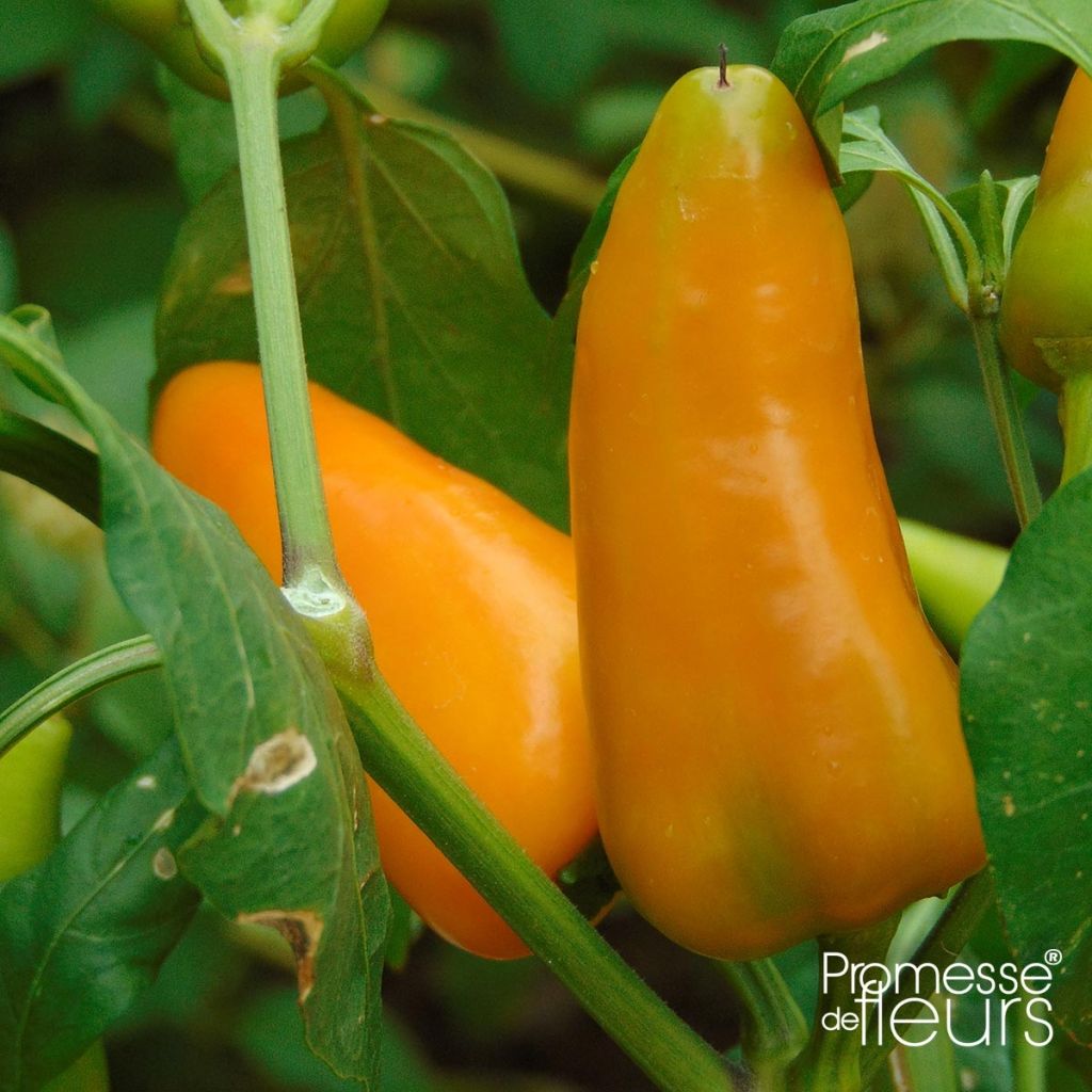Paprika Terrazzi F1