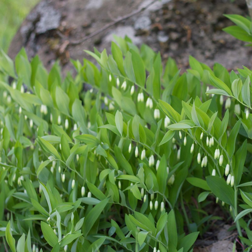 Polygonatum odoratum - Weißwurz