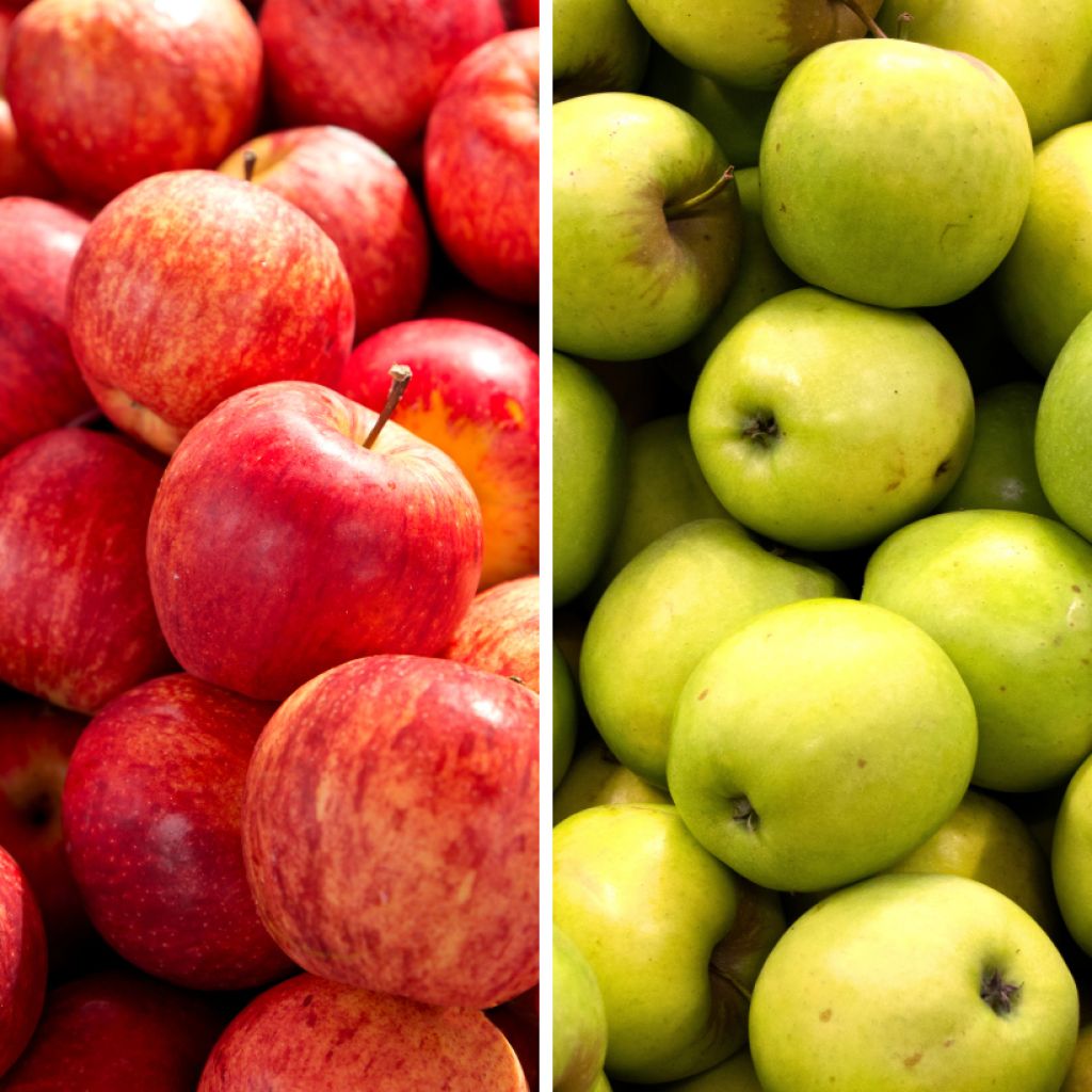Apfelbaum Gala und Golden Delicious Duo - Malus domestica