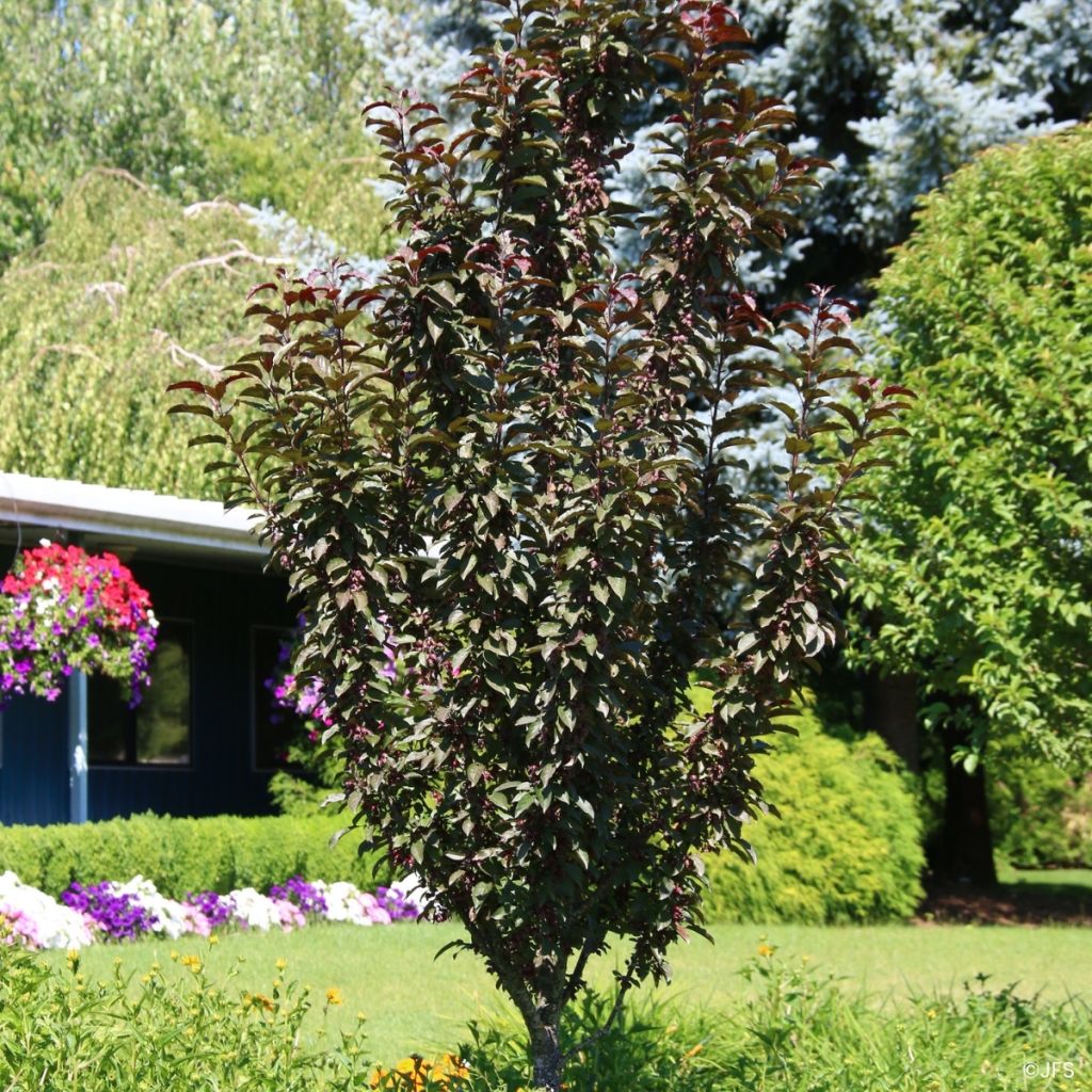 Zierapfel Raspberry Spear - Malus 