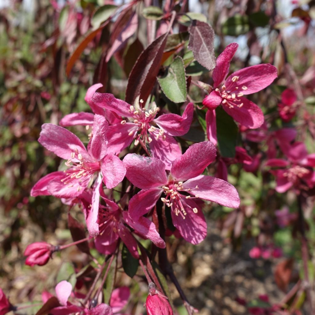 Zierapfel Royal Beauty Variegata  - Malus