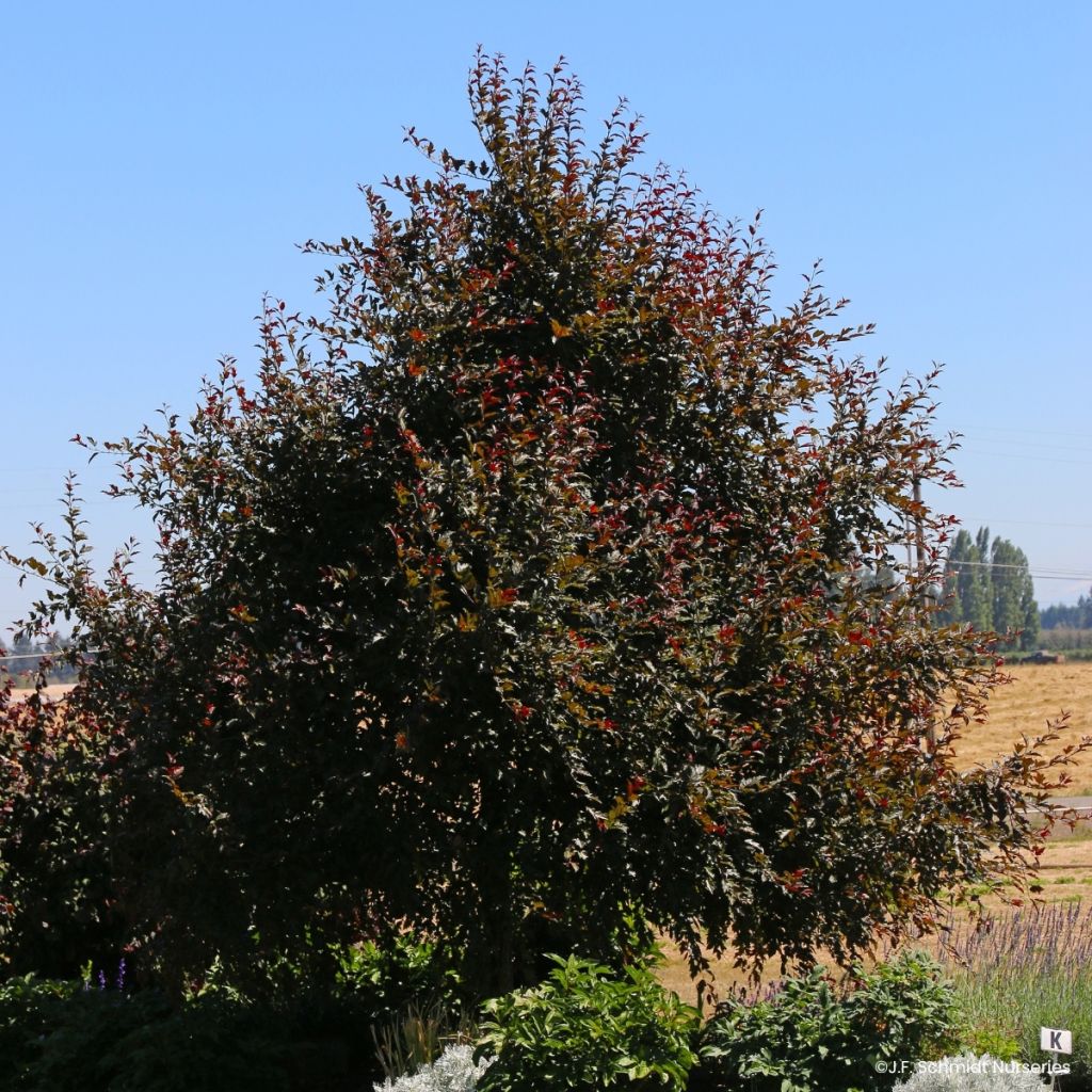 Zierapfel Royal  Raindrops - Malus
