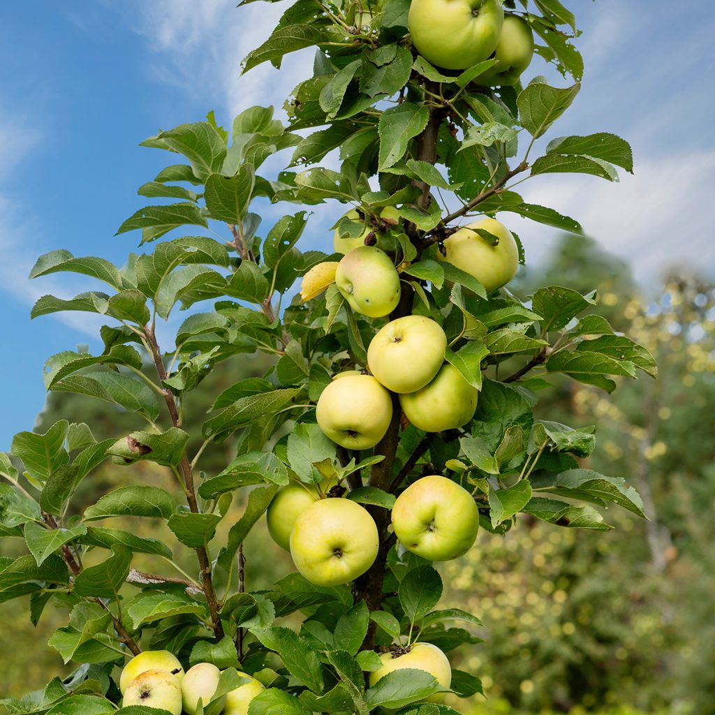 Säulenapfel Ballerina Bolero - Malus domestica