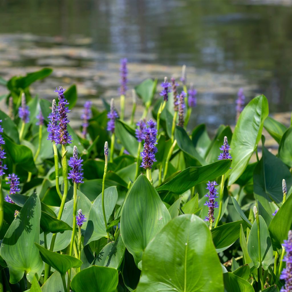 Pontederia cordata - Hechtkraut
