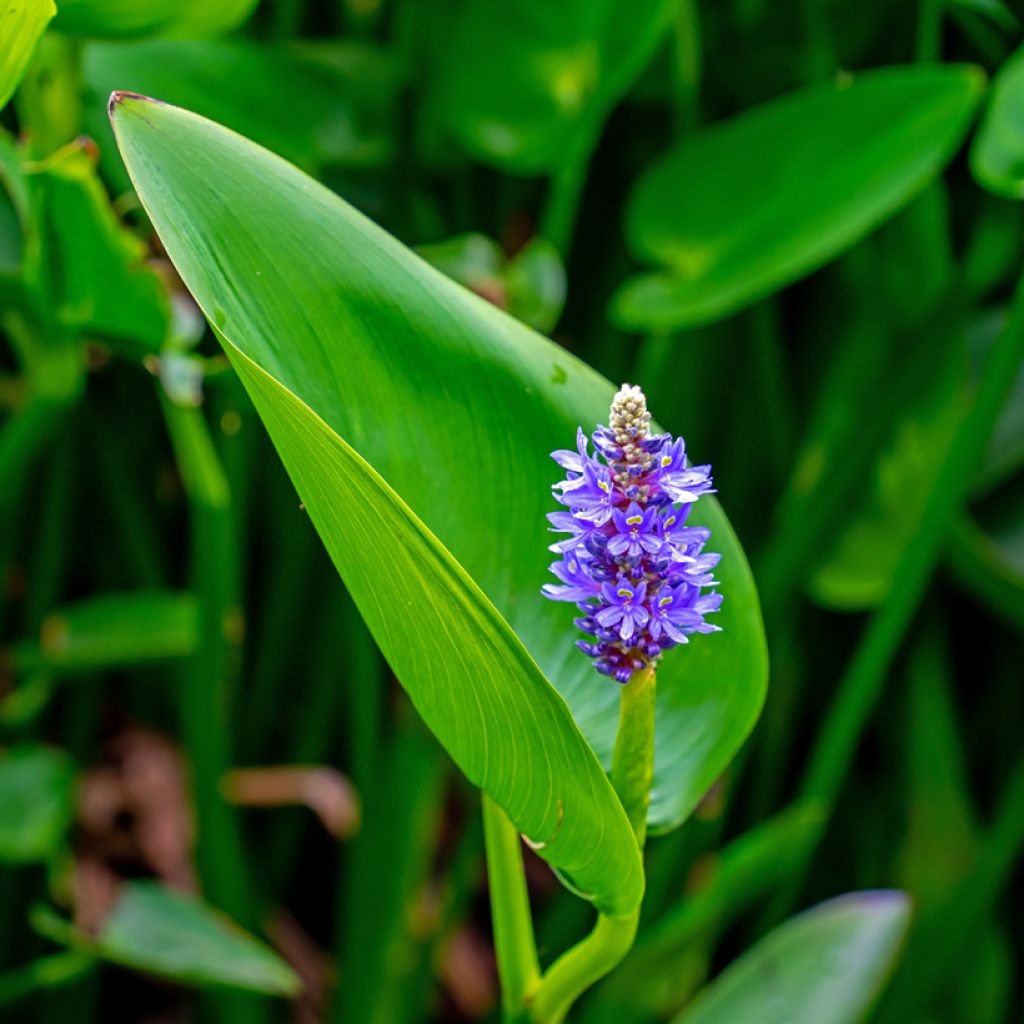 Pontederia cordata - Hechtkraut