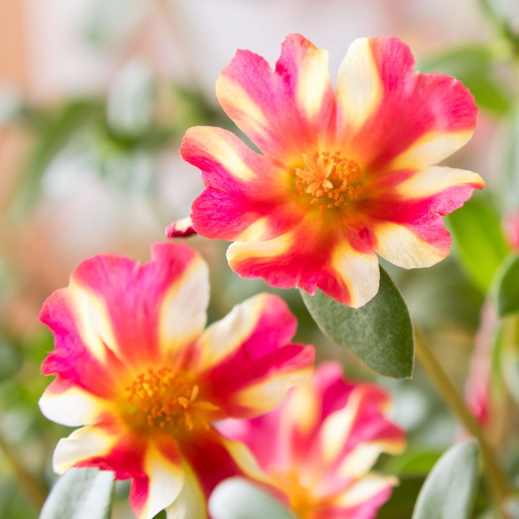 Portulak Campino Twist Pink - Portulaca