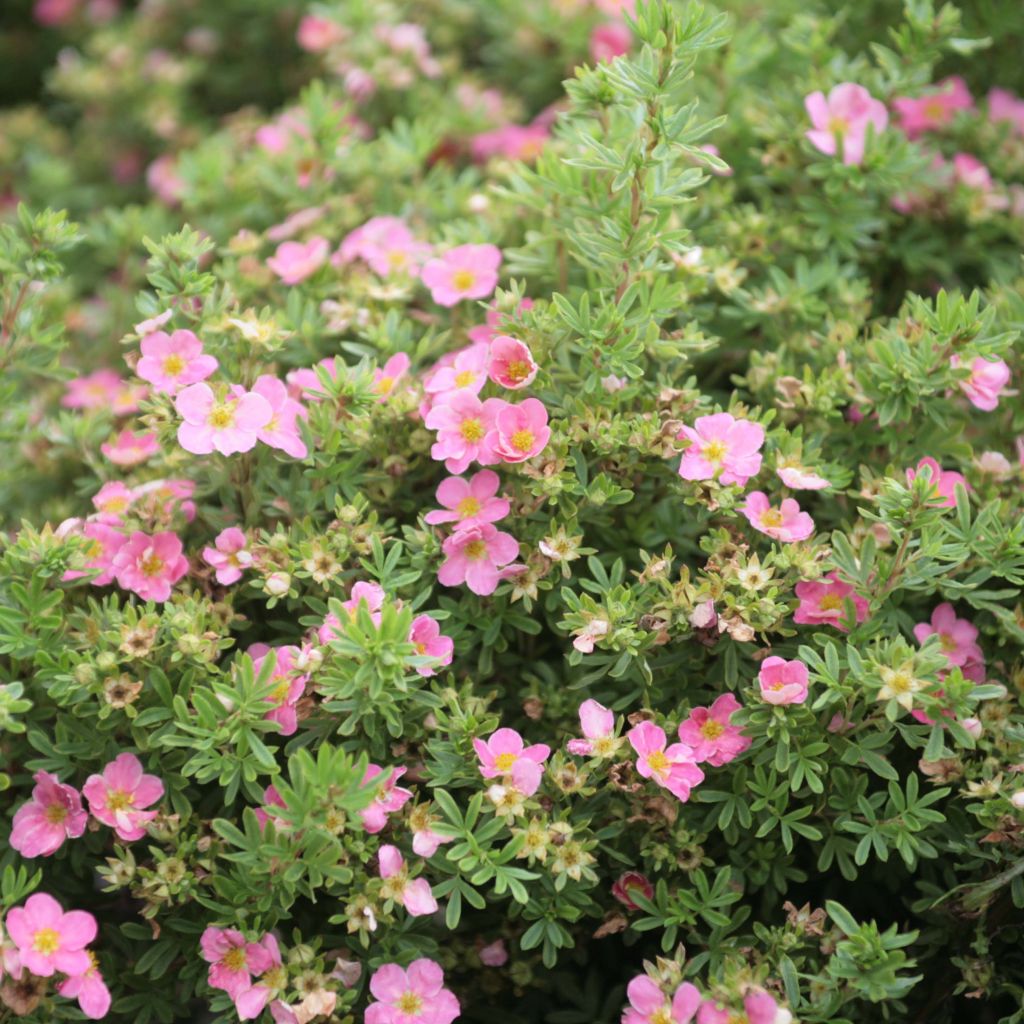 Potentilla fruticosa Lovely Pink - Potentille arbustive.