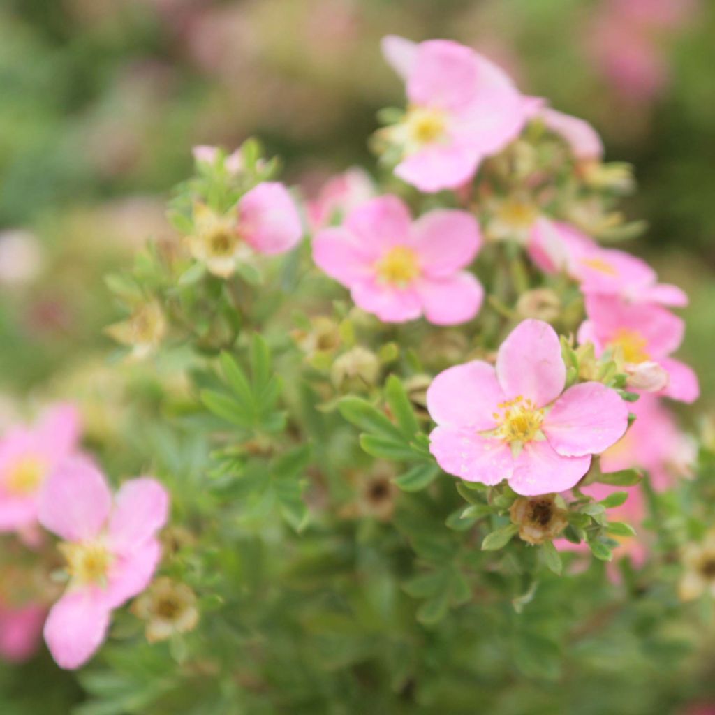 Potentilla fruticosa Lovely Pink - Potentille arbustive.