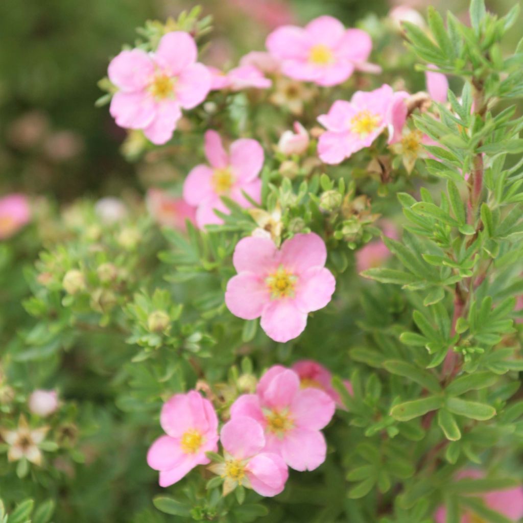 Potentilla fruticosa Lovely Pink - Potentille arbustive.