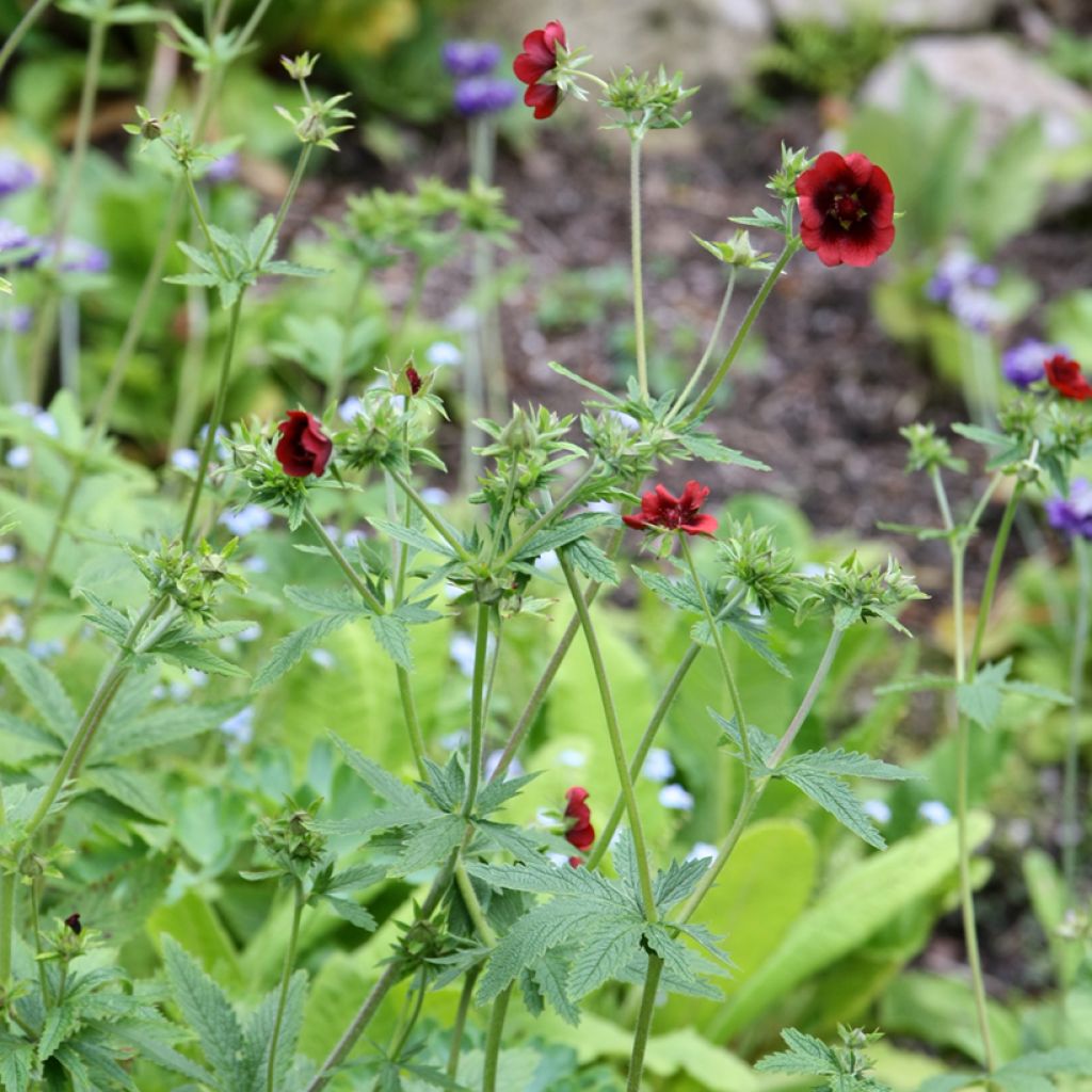 Blutrotes Fingerkraut - Potentilla atrosanguinea
