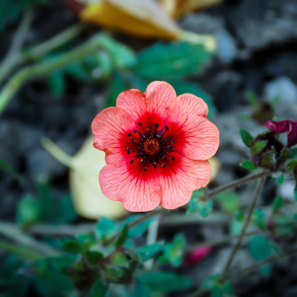 Potentilla hopwoodiana - Hopwoods Fingerkraut