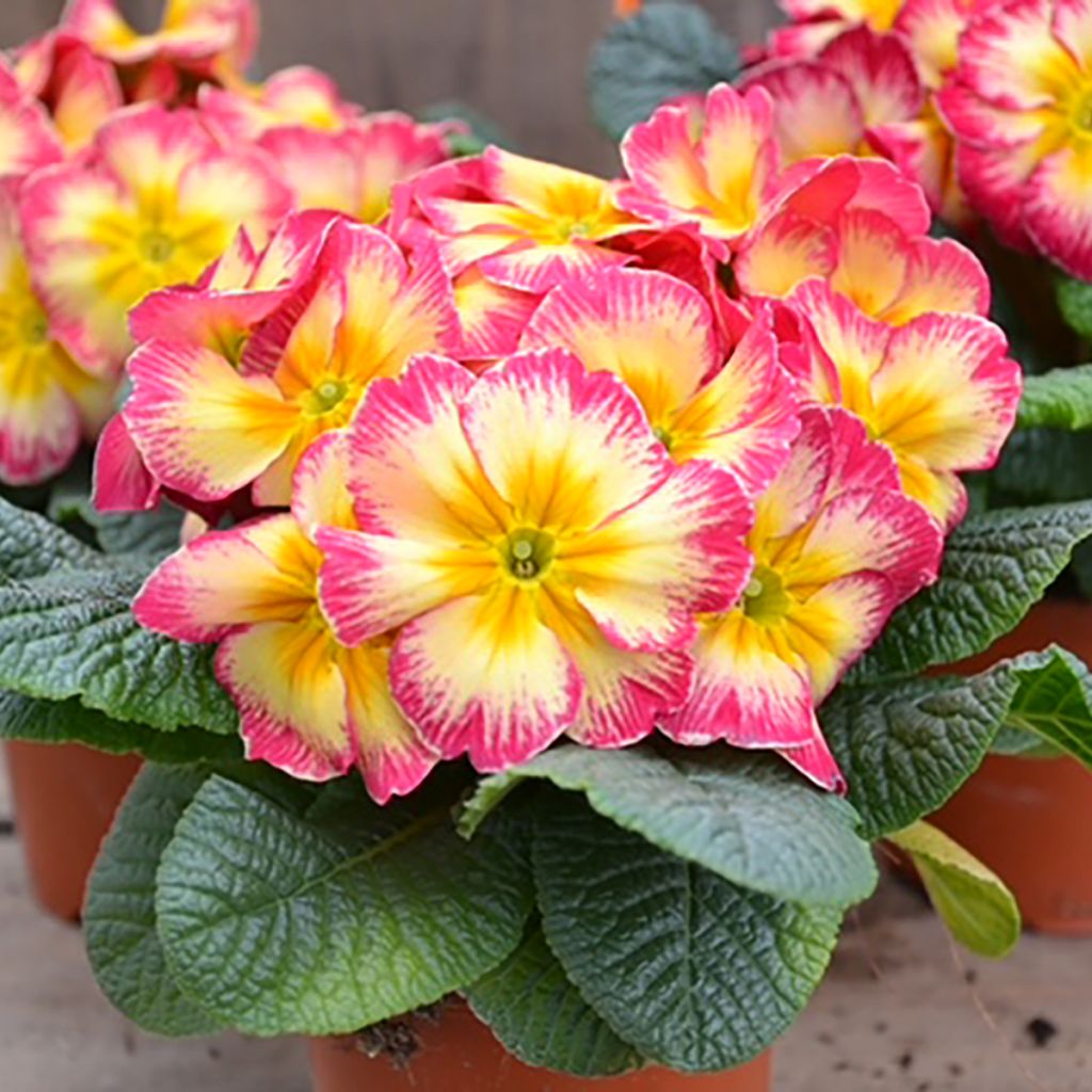 Primula acaulis Cabaret Bicolour Rose et Yellow - Kissenprimel