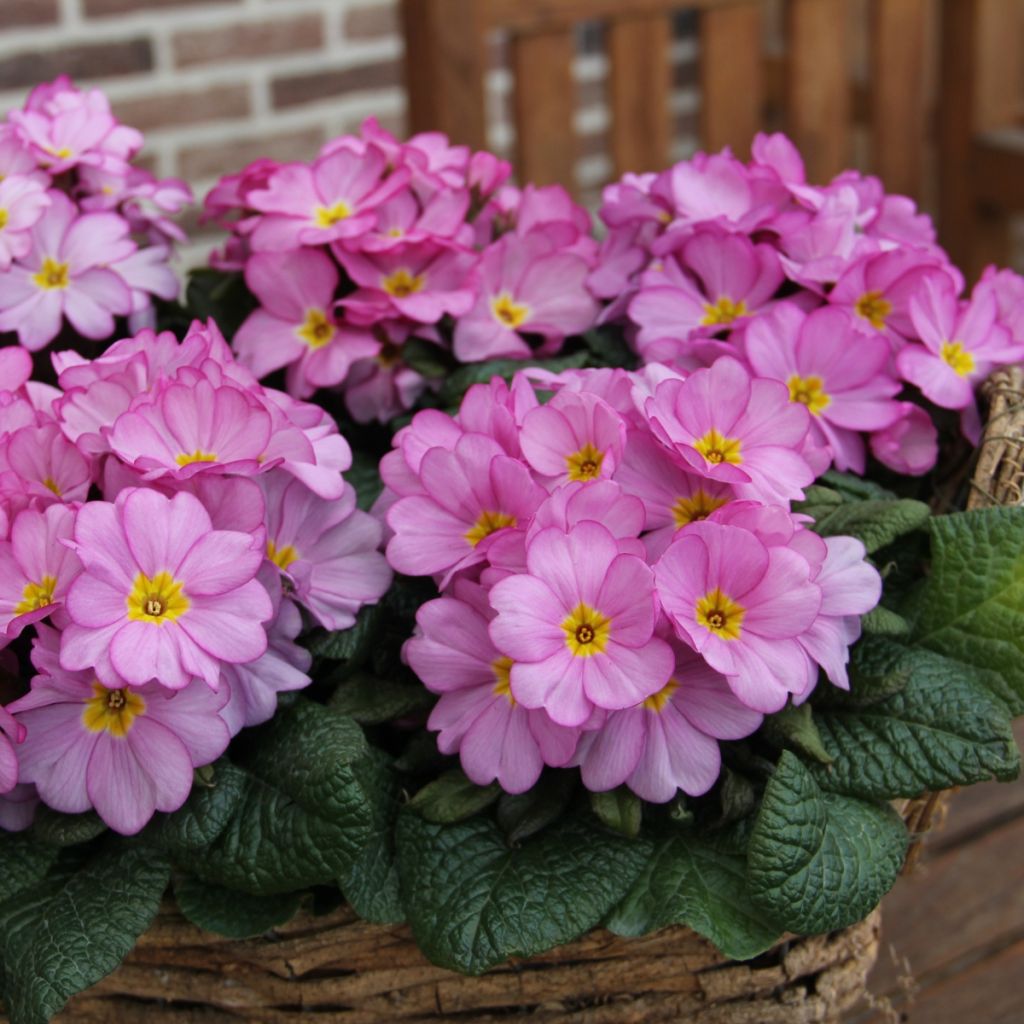 Primula Woodland Rose - Kissenprimel