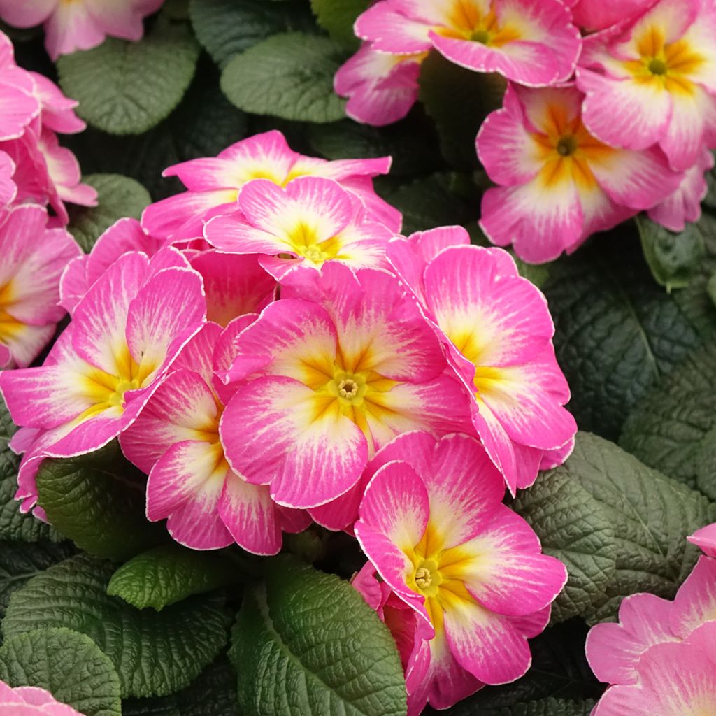 Primula Lipstick - Kissenprimel