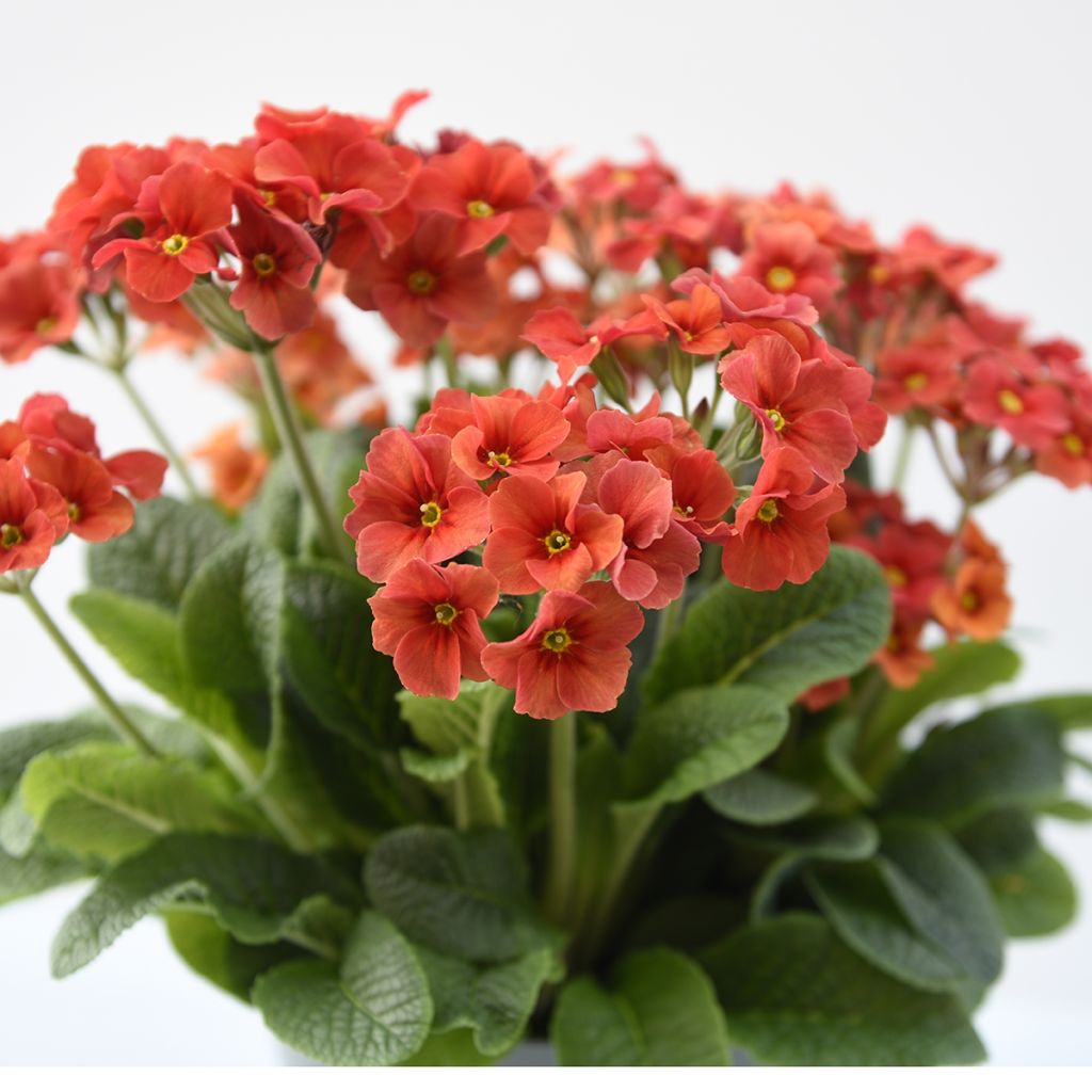 Hohe Schlüsselblume Cottage Shades - Primula