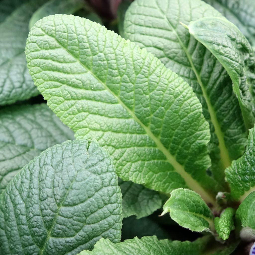 Primula Zebra Blue - Kissenprimel