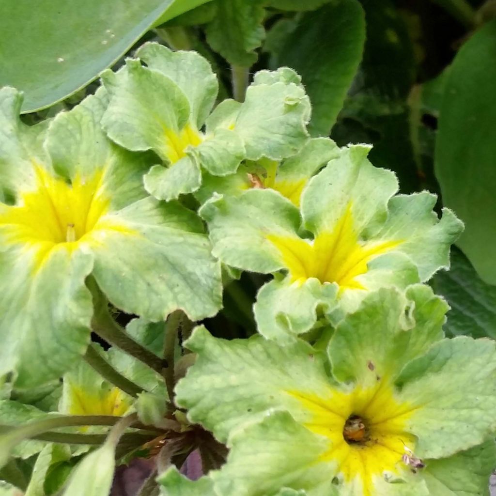 Primula Francesca - Kissenprimel