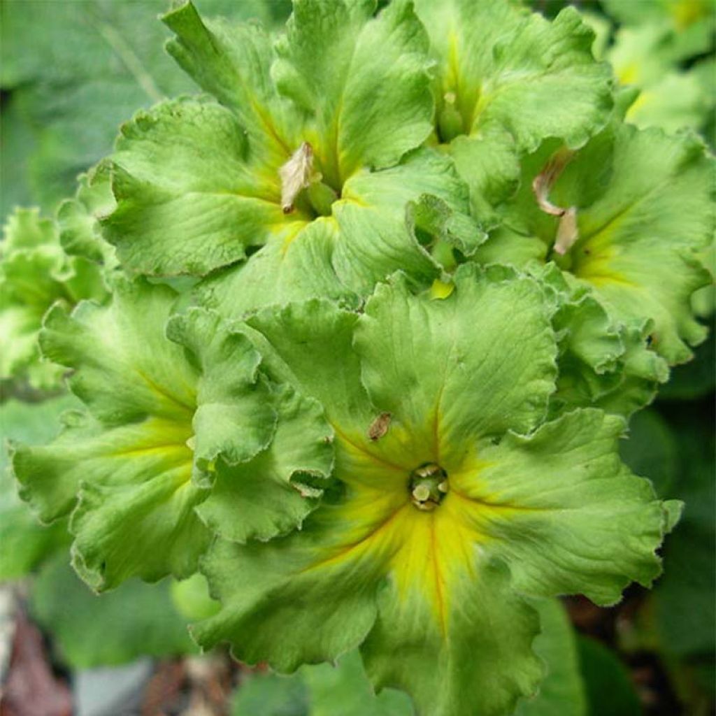Primula Francesca - Kissenprimel