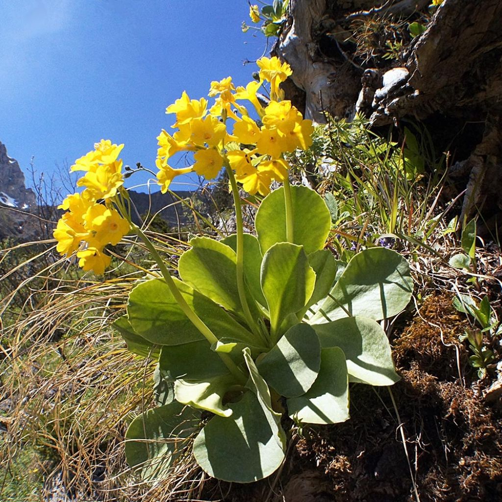 Auricule des jardins - Primula x pubescens