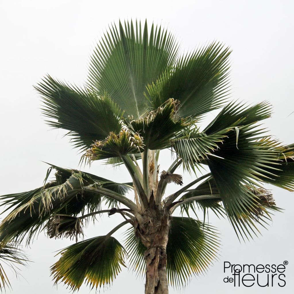 Pritchardia pacifia