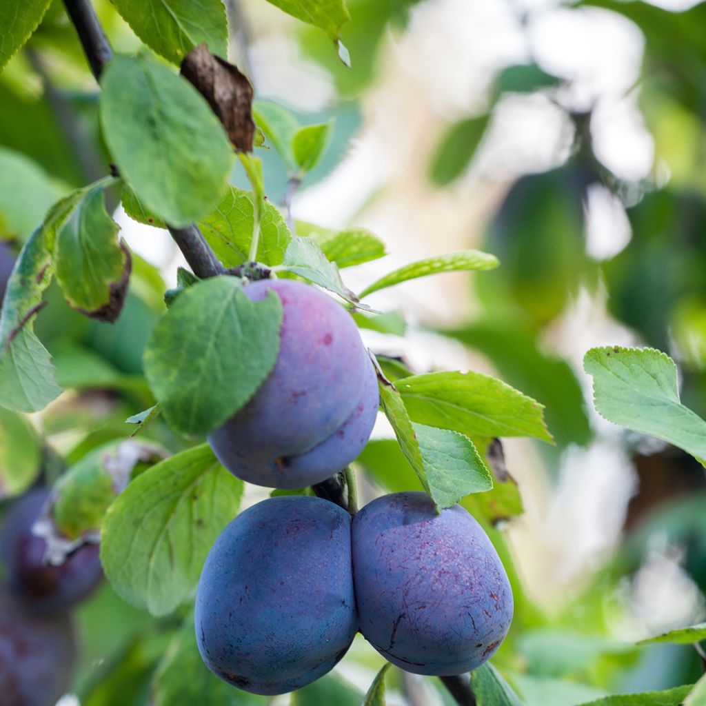 Pflaume Hanna - Prunus domestica