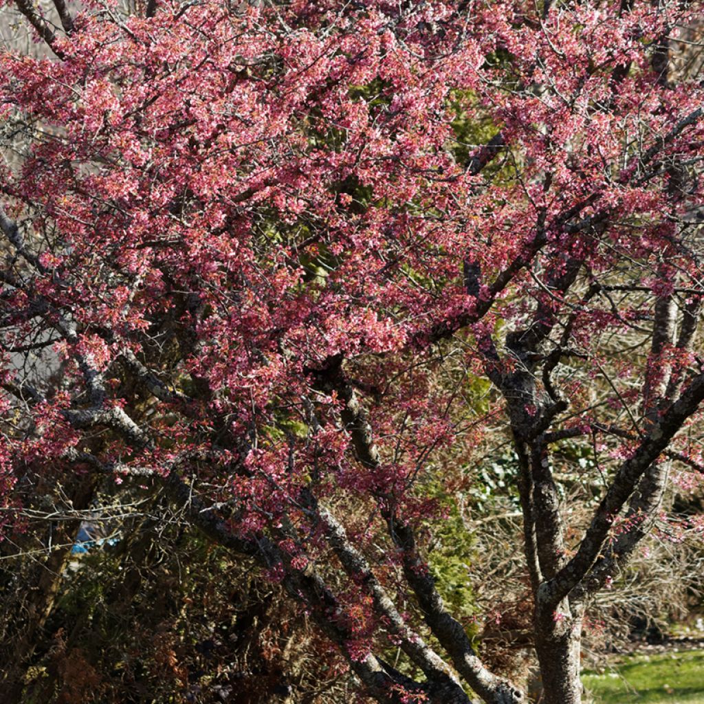 Zierkirsche Okame - Prunus