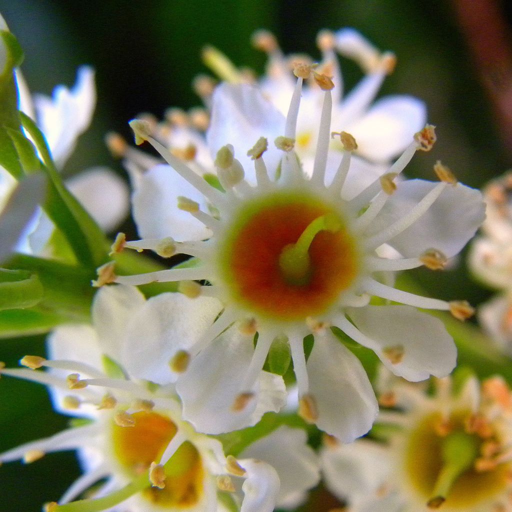 Laurier cerise - Prunus laurocerasus Otto Luyken