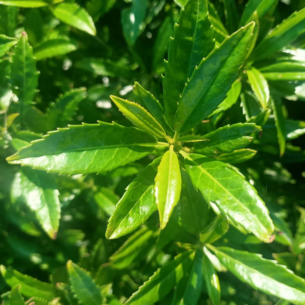 Kirschlorbeer Sofia - Prunus laurocerasus