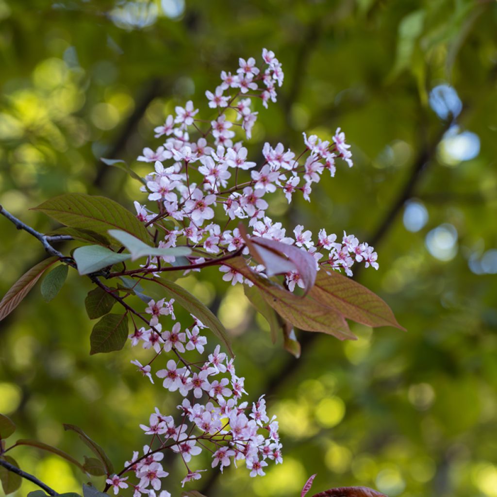 Gewöhnliche Trauben-Kirsche Colorata - Prunus padus