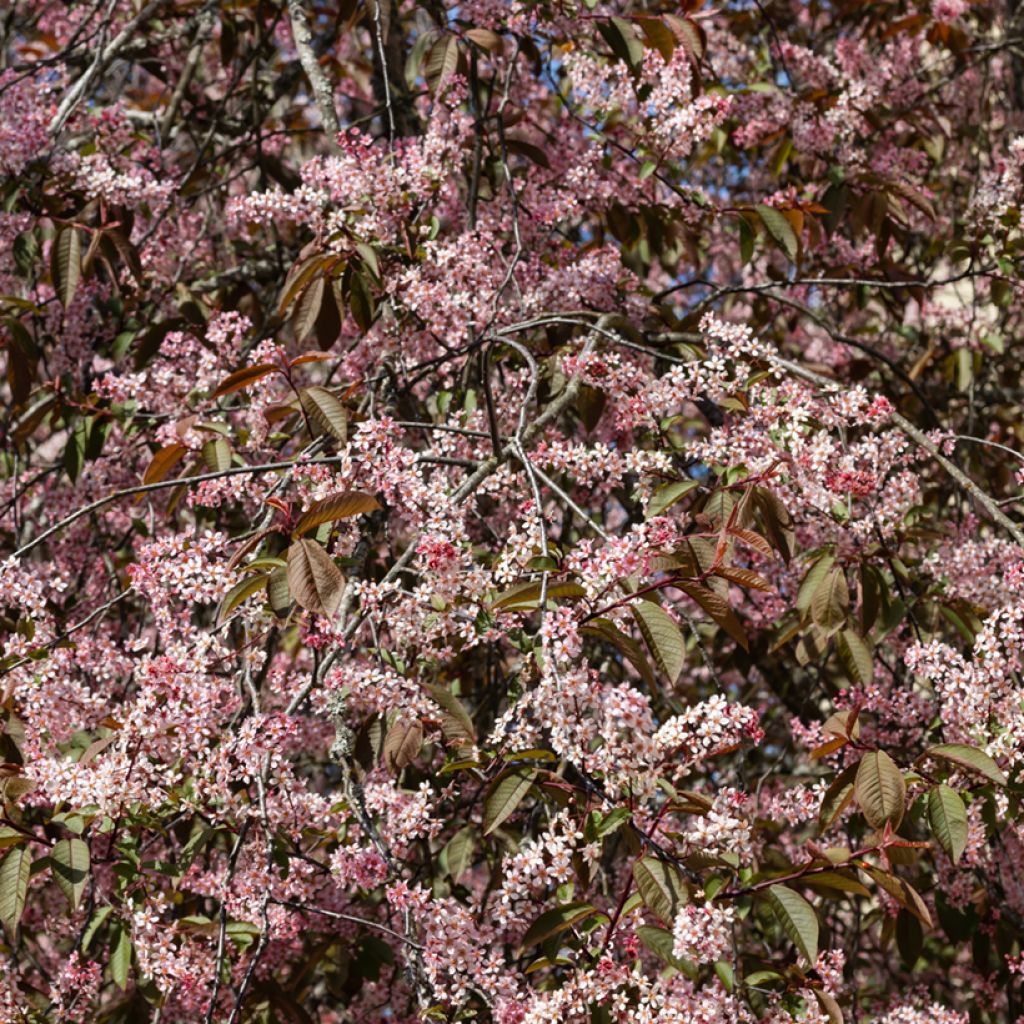 Gewöhnliche Trauben-Kirsche Colorata - Prunus padus