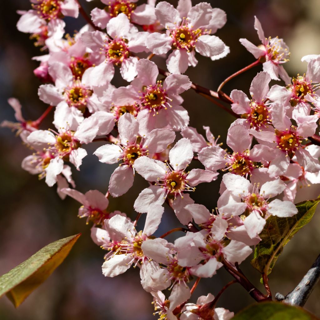 Gewöhnliche Trauben-Kirsche Colorata - Prunus padus