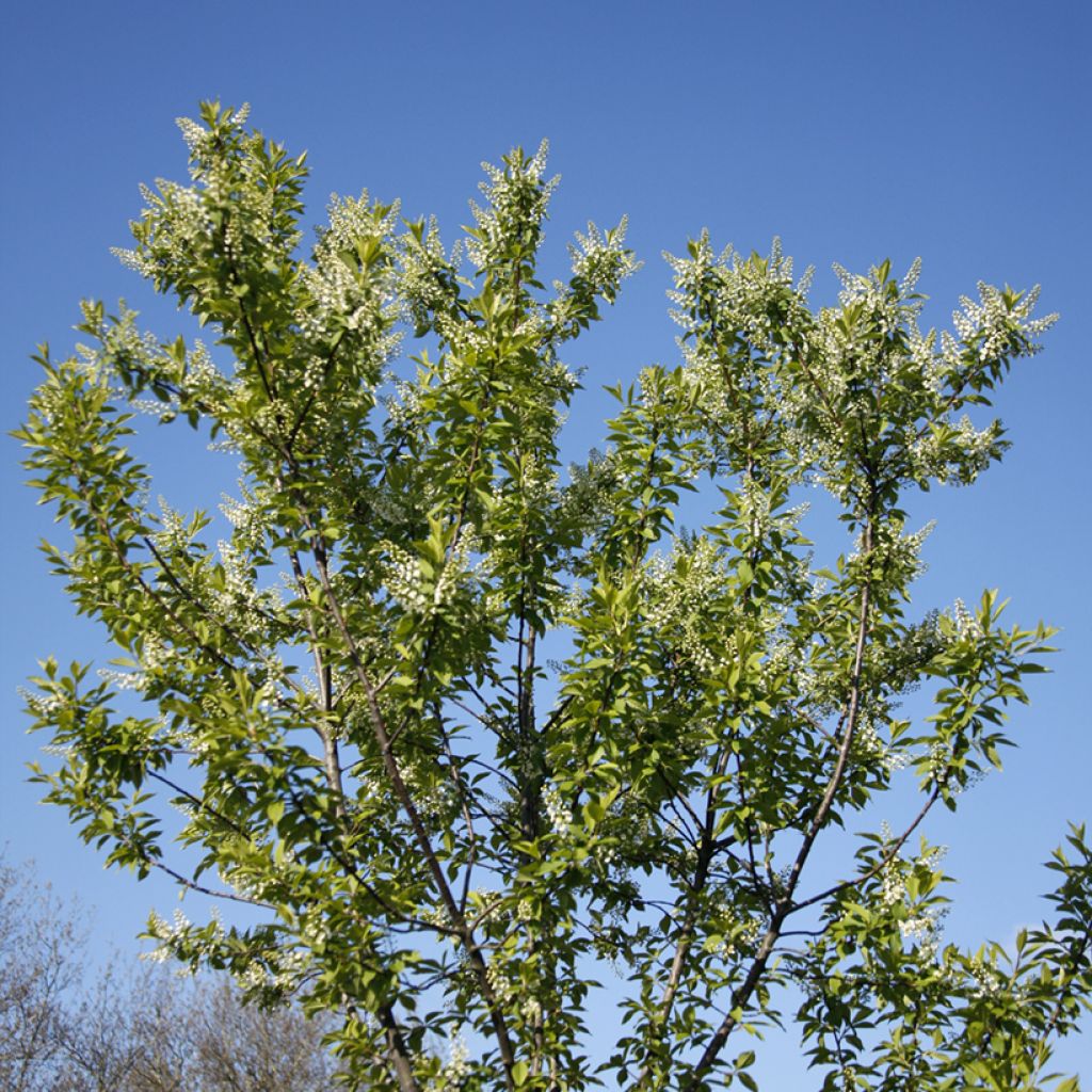 Gewöhnliche Trauben-Kirsche Nana - Prunus padus