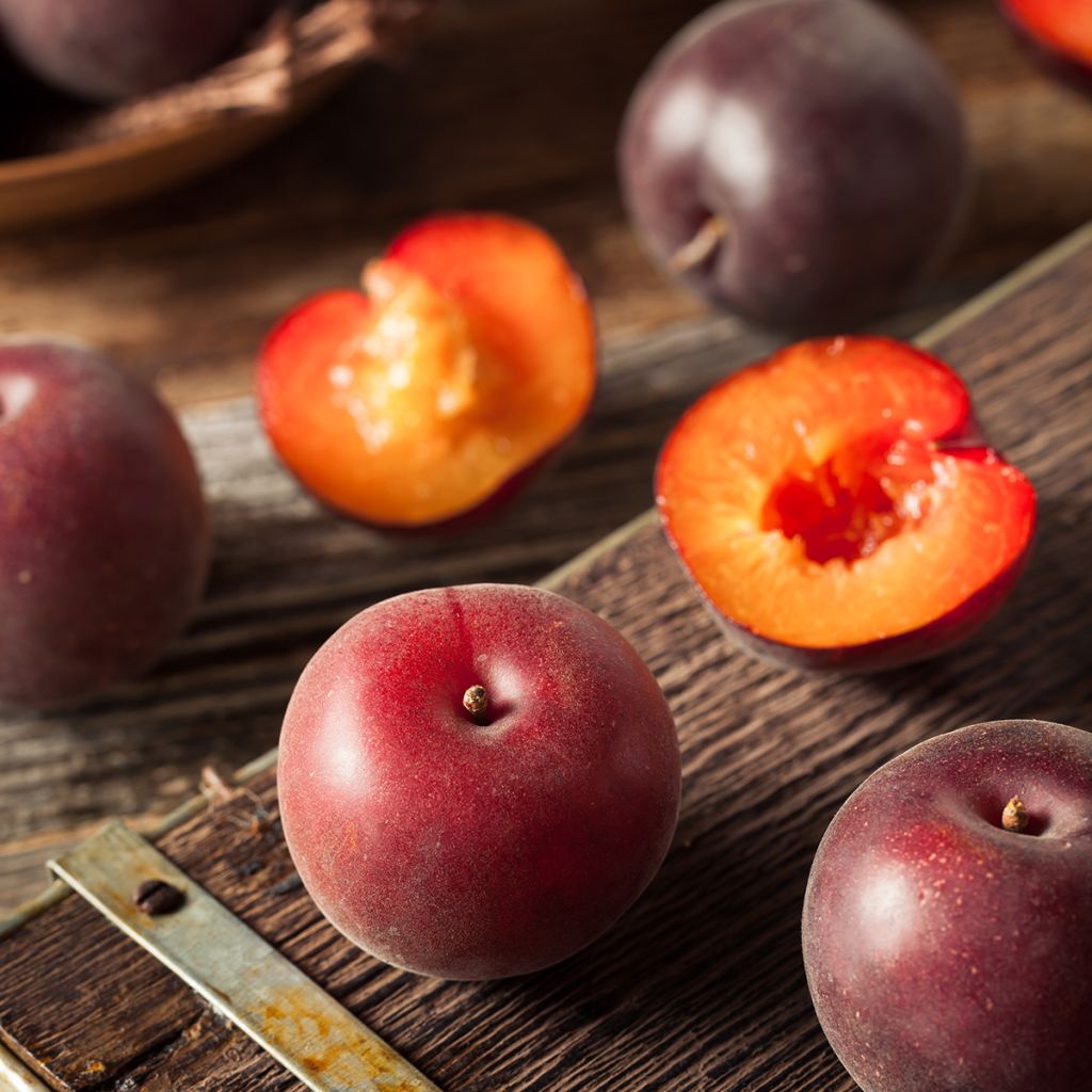 Aprikosen-Pflaume Plumcot Nostrano - Prunus × dasycarpa