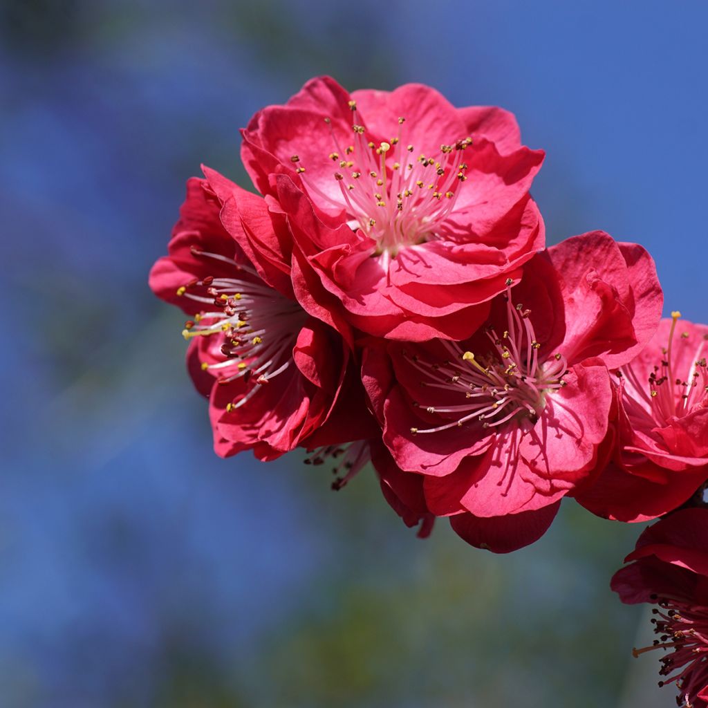 Zierpfirsich Melred Weeping - Prunus persica