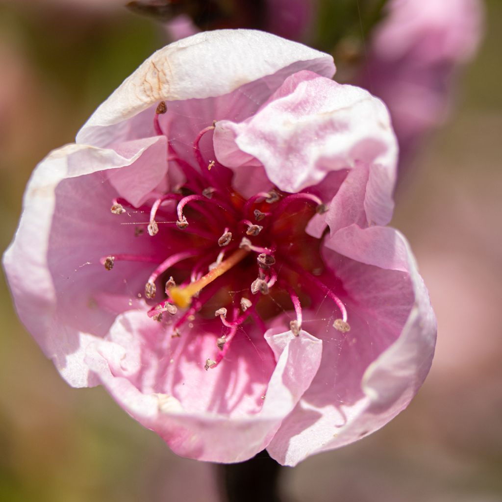 Zierpfirsich Melred Weeping - Prunus persica