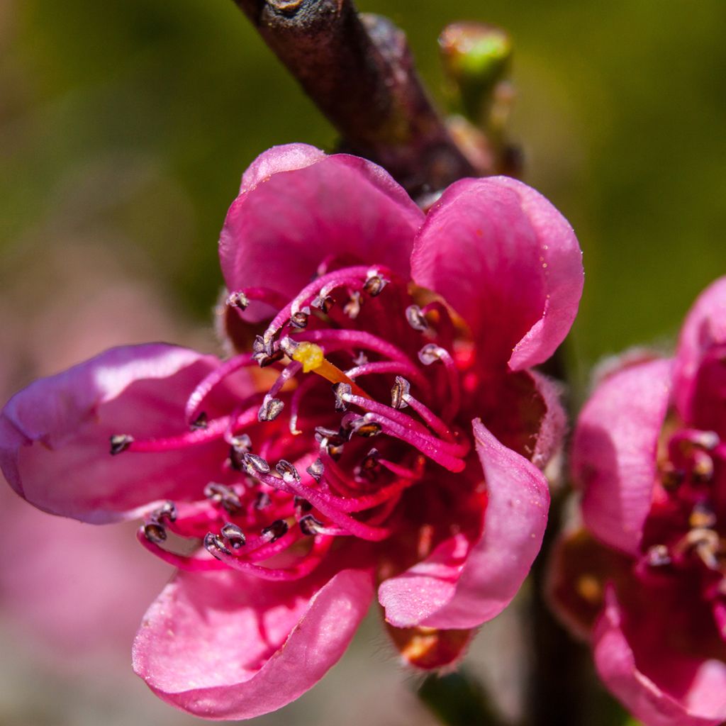 Zierpfirsich Melred Weeping - Prunus persica
