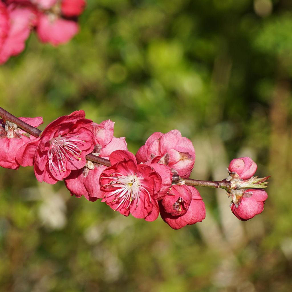 Zierpfirsich Melred Weeping - Prunus persica