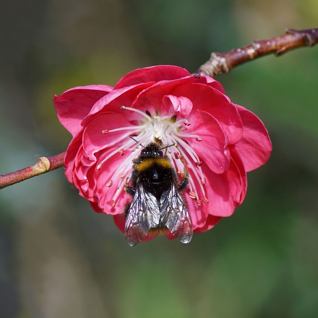 Zierpfirsich Melred Weeping - Prunus persica