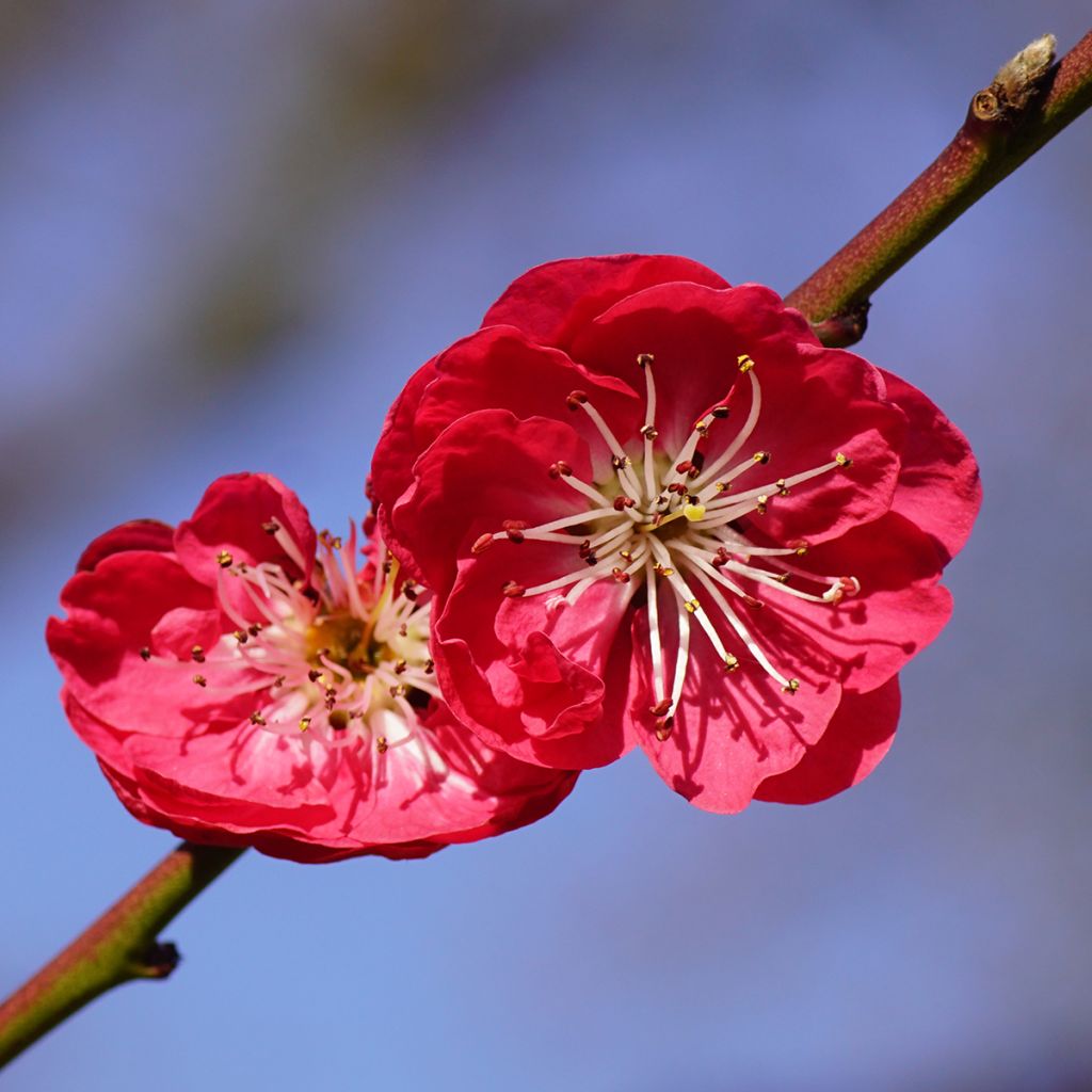 Zierpfirsich Melred Weeping - Prunus persica