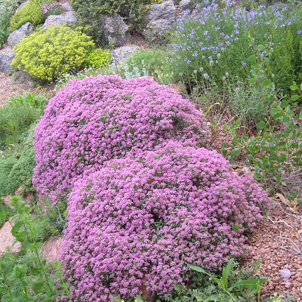 Ptilotrichum spinosum Rubrum - Dorniges Steinkraut