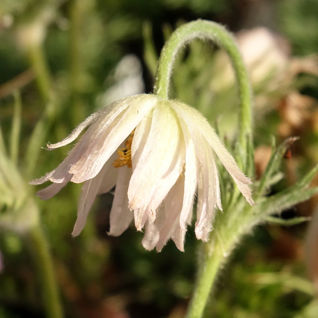 Küchenschelle Papageno - Pulsatilla vulgaris