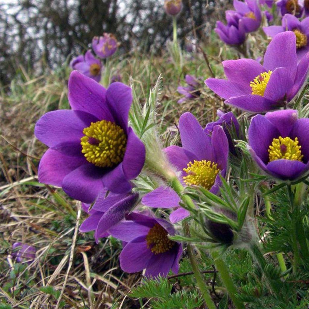 Küchenschelle Violet - Pulsatilla vulgaris
