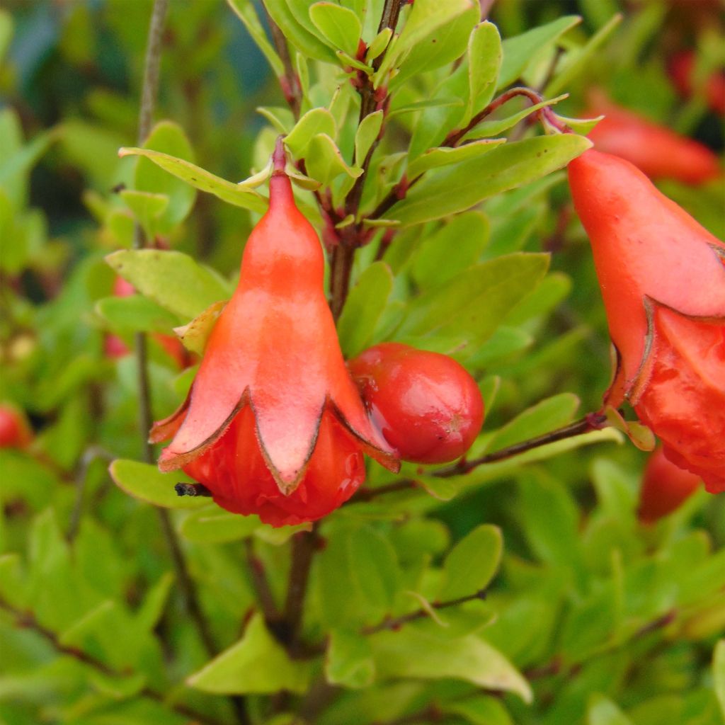 Punica granatum Nana - Grenadier nain