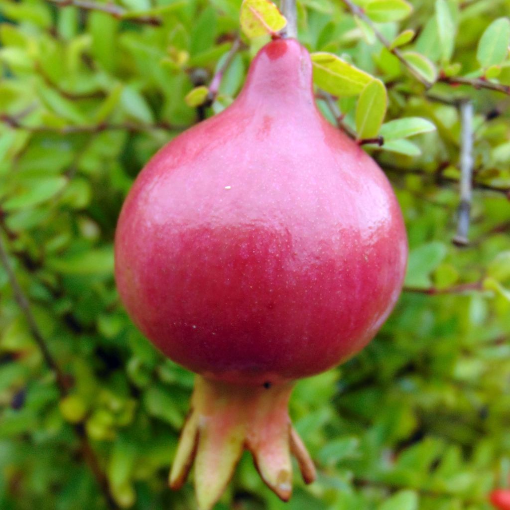 Punica granatum Nana - Grenadier nain