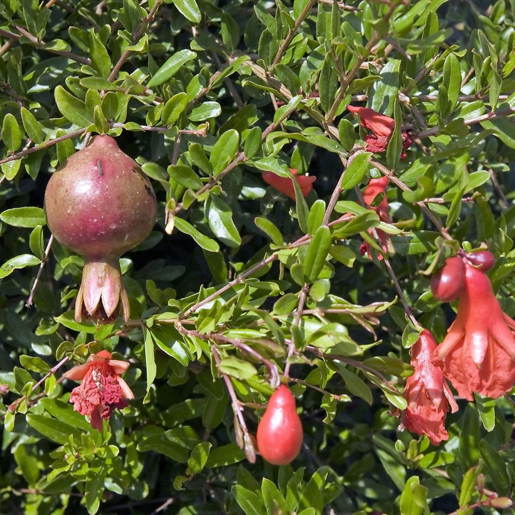 Granatapfelbaum Nana - Punica granatum