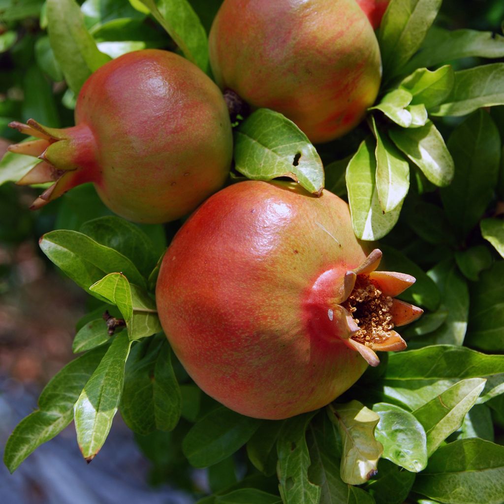 Punica granatum Salavatski - Granatapfelbaum
