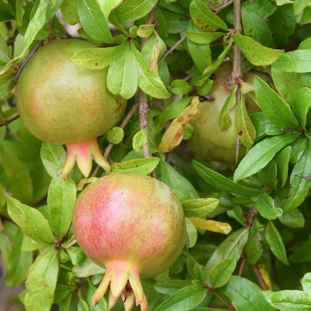 Punica granatum Seedless - Granatapfelbaum